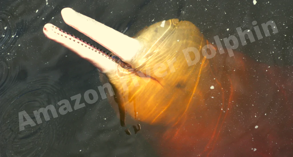 The pink river dolphin can change
