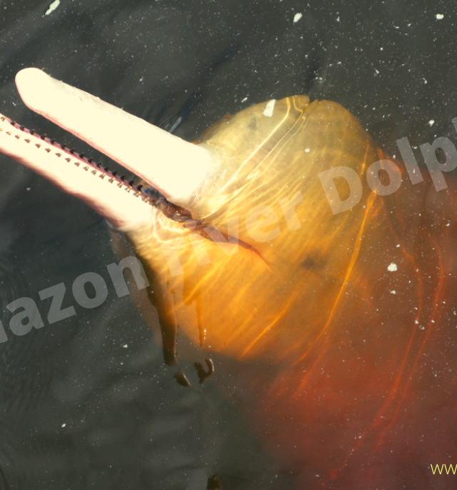 The pink river dolphin can change