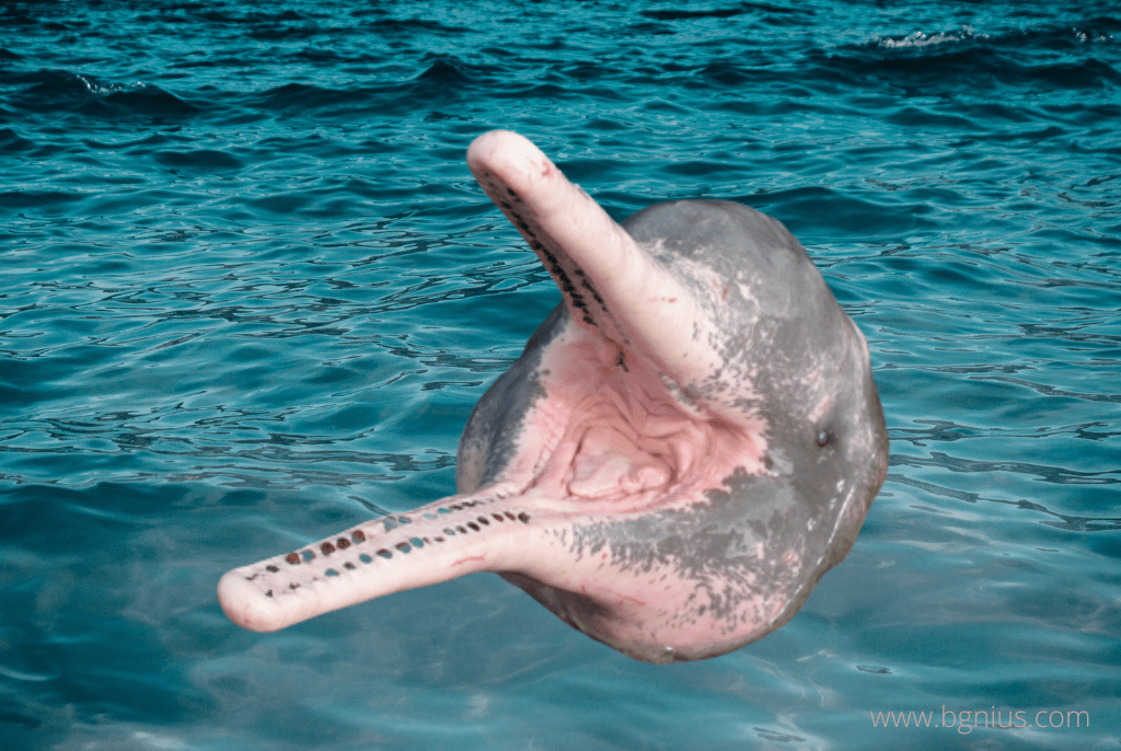 The amazon river dolphin dangerous